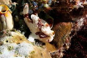 Komodo 2016 - Giant frogfish - Antenaire geant - Antennarius commerson - IMG_6172_rc